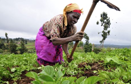 En Afrique, l’agriculture régénérative, source d’espoir pour les cultivateurs et les populations