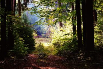 REDD+ : la Côte d’Ivoire structure sa finance carbone pour accélérer la restauration des forêts