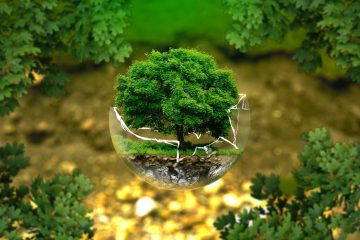 “Il est possible d’allier production de bois, captation de carbone et biodiversité”