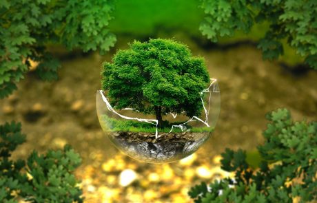 “Il est possible d’allier production de bois, captation de carbone et biodiversité”