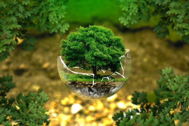“Il est possible d’allier production de bois, captation de carbone et biodiversité”