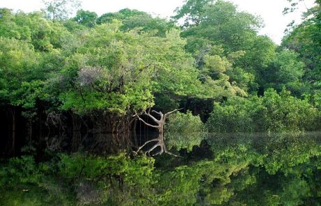 Amazonie : Les indigènes déplorent la destruction irréversible d’un quart de la forêt