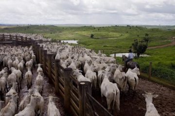 La déforestation en Amazonie brésilienne atteint un record au premier semestre 2022