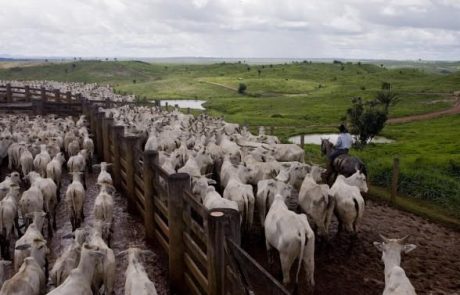 La déforestation en Amazonie brésilienne atteint un record au premier semestre 2022