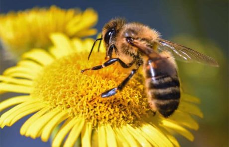 Et si votre smartphone vous aidait à sauver les abeilles ?