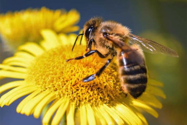 Et si votre smartphone vous aidait à sauver les abeilles ?