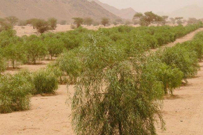 L’Arabie saoudite voit vert grâce à une importante campagne de plantation d’arbres
