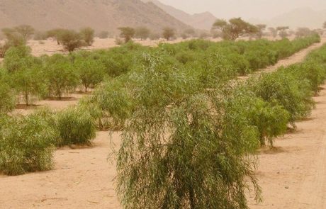 L’Arabie saoudite voit vert grâce à une importante campagne de plantation d’arbres