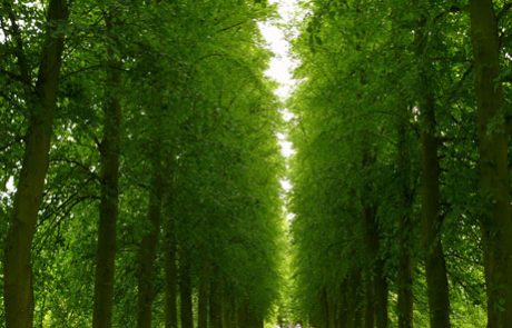 L’adaptation des arbres au changement climatique : des stratégies vitales pour la survie des écosystèmes forestiers