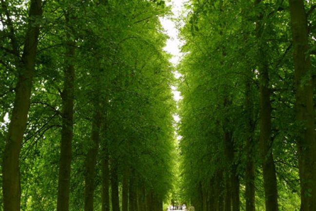 L’adaptation des arbres au changement climatique : des stratégies vitales pour la survie des écosystèmes forestiers