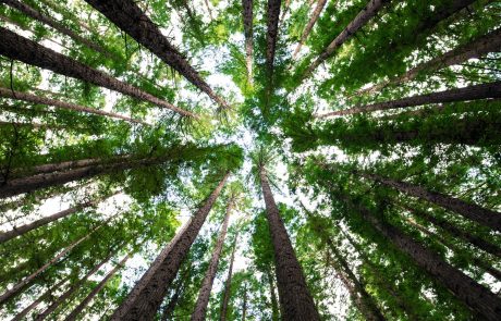 « Aux arbres citoyens ! » : quels sont les grands défis des forêts françaises ?