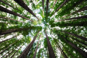 « Aux arbres citoyens ! » : quels sont les grands défis des forêts françaises ?