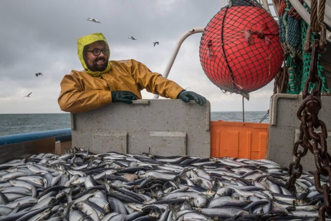 Atlantique Nord-Est : la surpêche menace le hareng, le maquereau et le merlan bleu