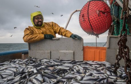 Atlantique Nord-Est : la surpêche menace le hareng, le maquereau et le merlan bleu