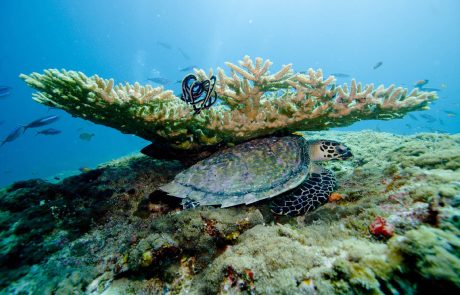 L’Australie mise sur la coopération internationale pour sauver la Grande Barrière de corail