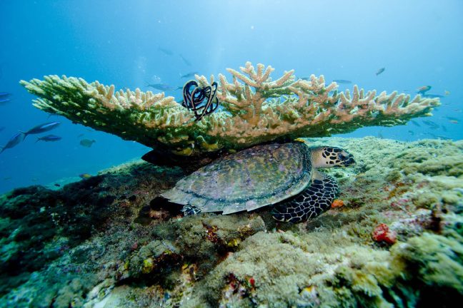 L’Australie mise sur la coopération internationale pour sauver la Grande Barrière de corail