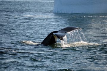 Une étude révèle que les baleines pourraient être nos meilleures alliées contre le changement climatique