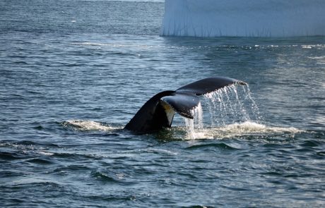 Une étude révèle que les baleines pourraient être nos meilleures alliées contre le changement climatique