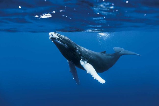 La pollution sonore nuit à la vie marine et doit être traitée comme une priorité