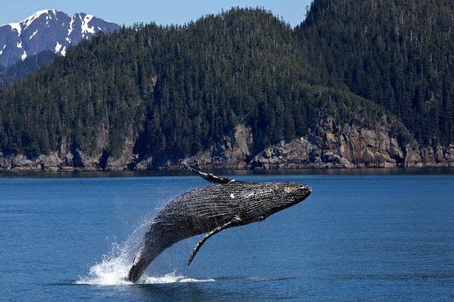 Canada : les baleines, victimes collatérales de l’activité humaine en mer