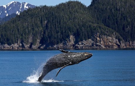 Canada : les baleines, victimes collatérales de l’activité humaine en mer