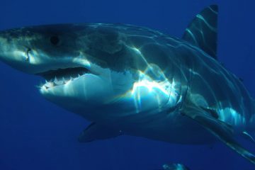 Des espèces animales menacées par le « cyberbraconnage »