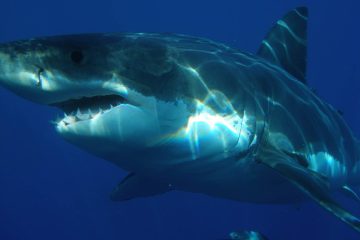 Des espèces animales menacées par le “cyberbraconnage”