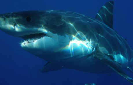 Des espèces animales menacées par le “cyberbraconnage”