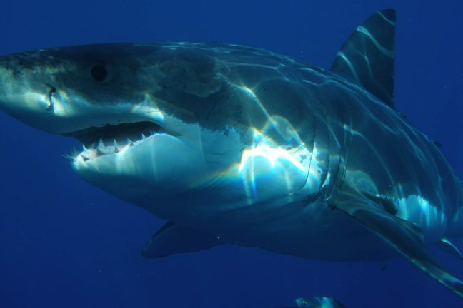 Des espèces animales menacées par le “cyberbraconnage”