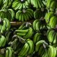 Banane : le pari durable de GBH en Côte d’Ivoire