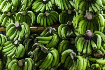 Banane : le pari durable de GBH en Côte d’Ivoire