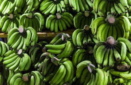 Banane : le pari durable de GBH en Côte d’Ivoire