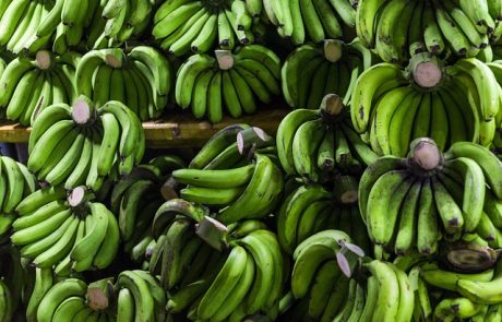 Banane : le pari durable de GBH en Côte d’Ivoire