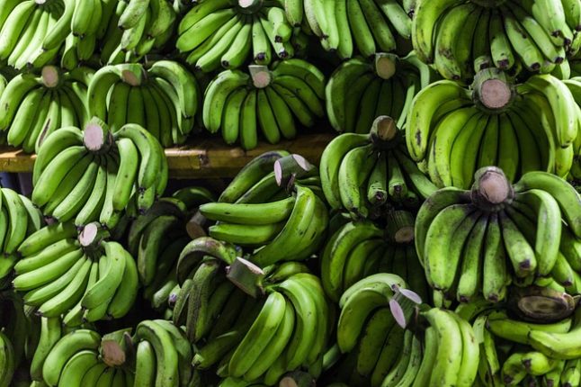 Banane : le pari durable de GBH en Côte d’Ivoire