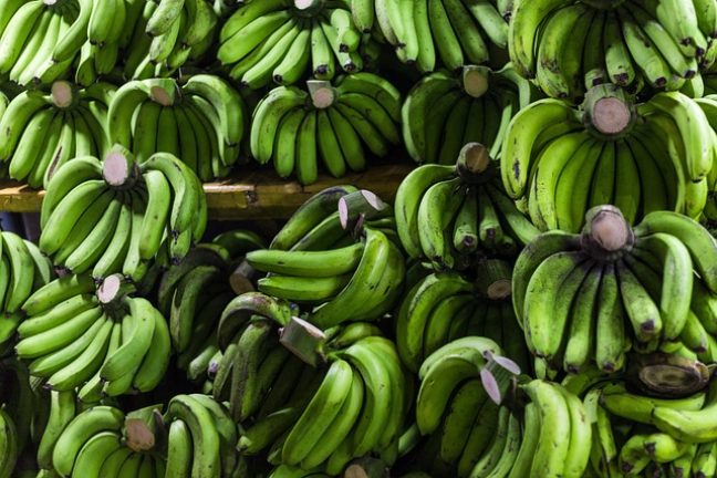 Banane : le pari durable de GBH en Côte d’Ivoire