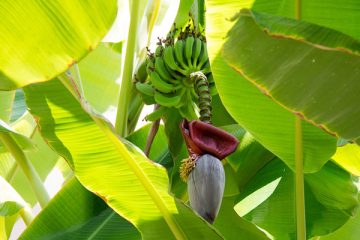 Des chercheurs d’origine indienne convertissent des déchets de bananier en emballage