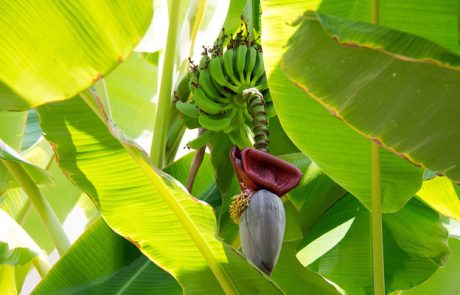 Des chercheurs d’origine indienne convertissent des déchets de bananier en emballage