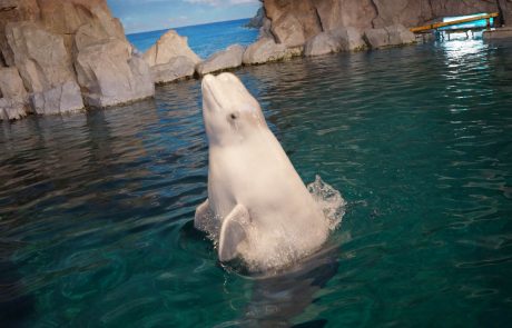 Le Canada renforce les mesures de protection des baleines