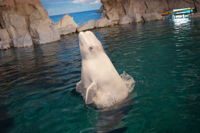 Le Canada renforce les mesures de protection des baleines