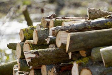 TimberRoc, le « béton de bois » avec une empreinte carbone négative