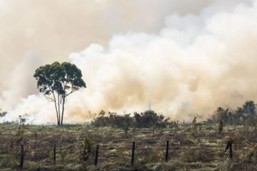 La perte massive de biodiversité réduirait les cotes de crédit mondiales