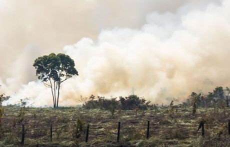 La perte massive de biodiversité réduirait les cotes de crédit mondiales