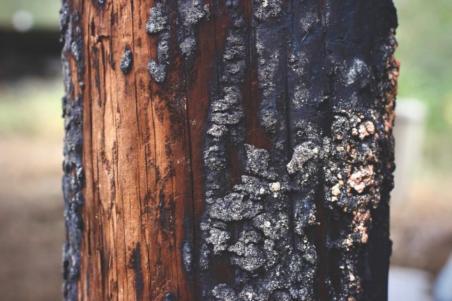 Après un incendie de forêt, que devient le bois brûlé ?