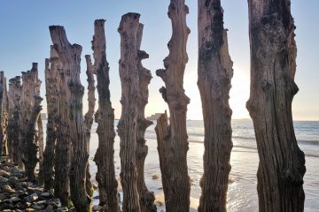 À Saint-Malo, du bois pour protéger la digue marine