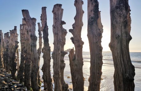 À Saint-Malo, du bois pour protéger la digue marine