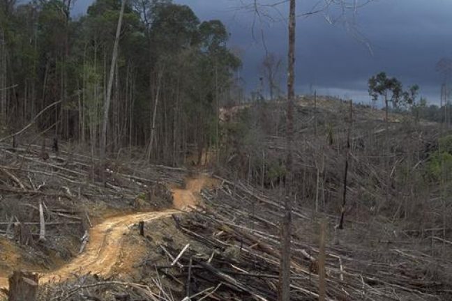 Brésil et déforestation : moins de 3 % des alertes traitées par les autorités locales selon une ONG