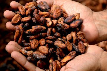 La culture du cacao responsable de la déforestation de la Côte d’Ivoire