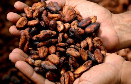 La culture du cacao responsable de la déforestation de la Côte d’Ivoire