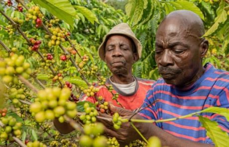 Nestlé promet 1 milliard d’euros au plan de durabilité du café