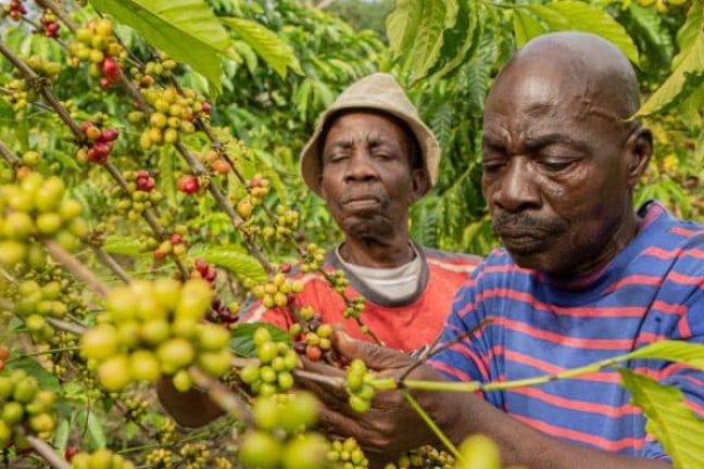 Nestlé promet 1 milliard d’euros au plan de durabilité du café